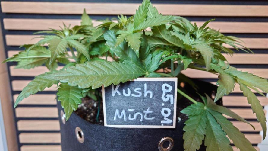 Kush Mint Auto - Super Strains. Week 4