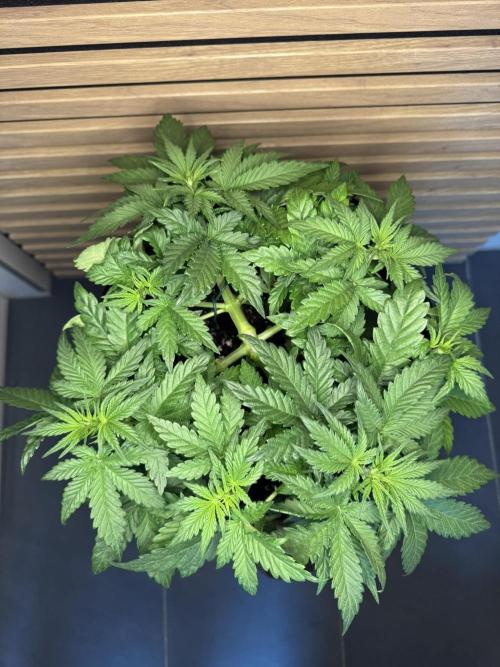 Kush Mint Auto - Super Strains. Week 4