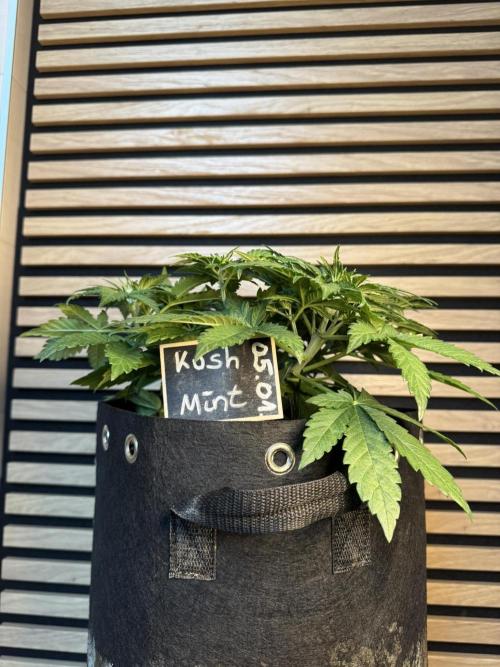 Kush Mint Auto - Super Strains. Week 4