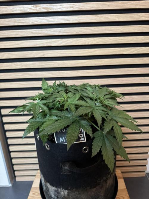 Kush Mint Auto - Super Strains. Week 4