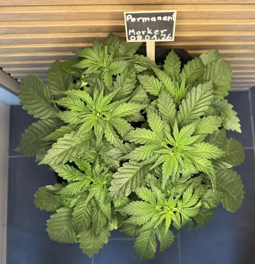 Permanent Marker. Week 3