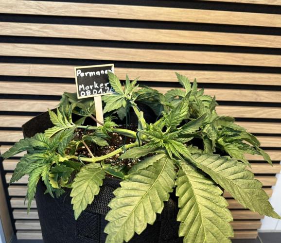 Permanent Marker. Week 3