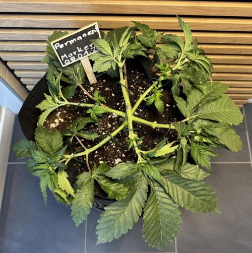 Permanent Marker. Week 3