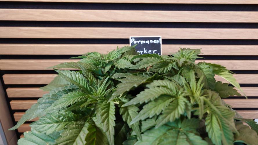 Permanent Marker. Week 3