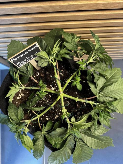 Permanent Marker. Week 3