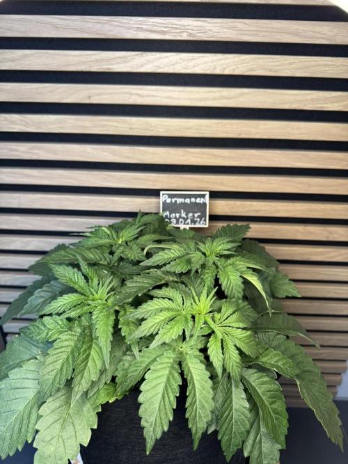 Permanent Marker. Week 3