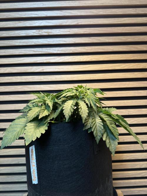 Permanent Marker. Week 3