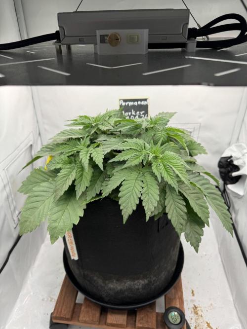 Permanent Marker. Week 3