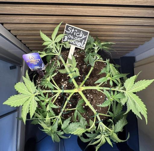 Sticky Broccoli Auto - Eternity Cup 2026. Week 3