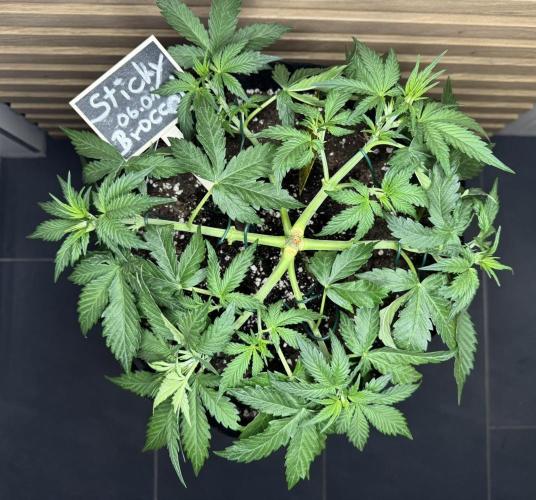 Sticky Broccoli Auto - Eternity Cup 2026. Week 3