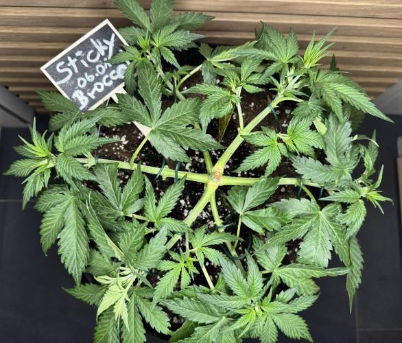 Sticky Broccoli Auto - Eternity Cup 2026. Week 3