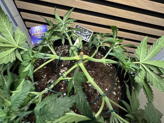 Sticky Broccoli Auto - Eternity Cup 2026. Week 3