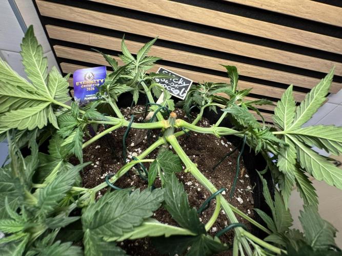 Sticky Broccoli Auto - Eternity Cup 2026. Week 3