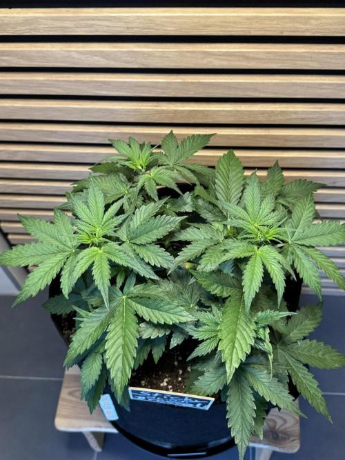 Sticky Broccoli Auto - Eternity Cup 2026. Week 3