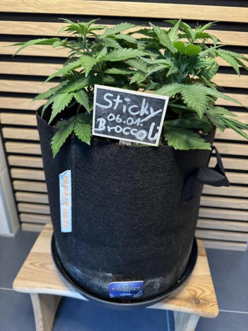 Sticky Broccoli Auto - Eternity Cup 2026. Week 3