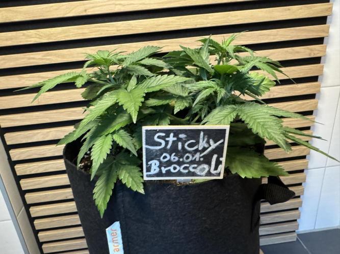 Sticky Broccoli Auto - Eternity Cup 2026. Week 3
