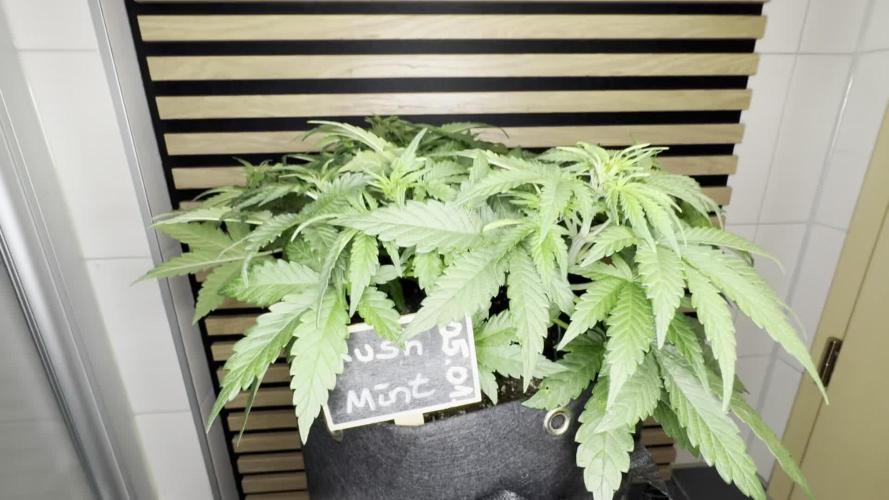 Kush Mints Auto - Super Strains