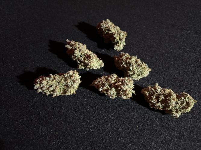 Cinderella Jack (Auto). Week 12