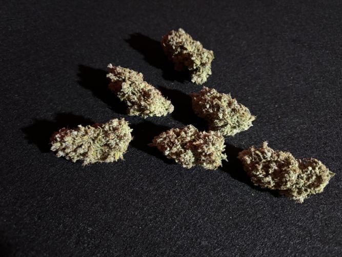 Cinderella Jack (Auto). Week 12