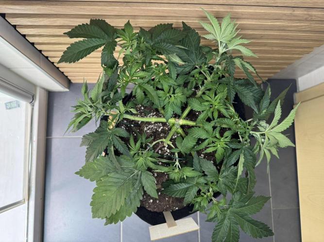 Permanent Marker. Week 4 - Nachher