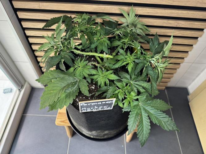 Permanent Marker. Week 4