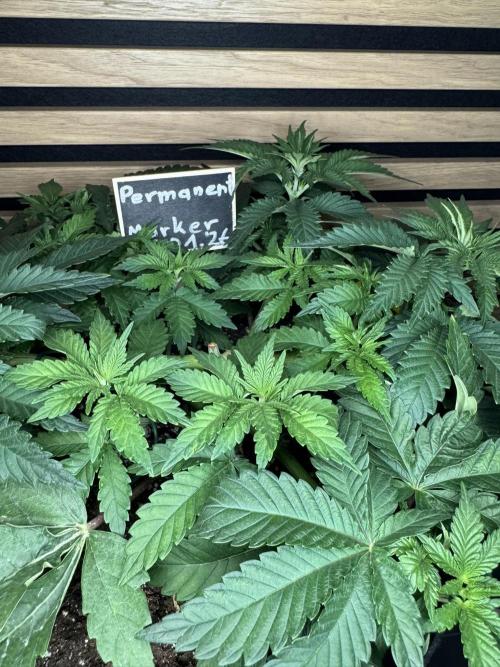 Permanent Marker. Week 4