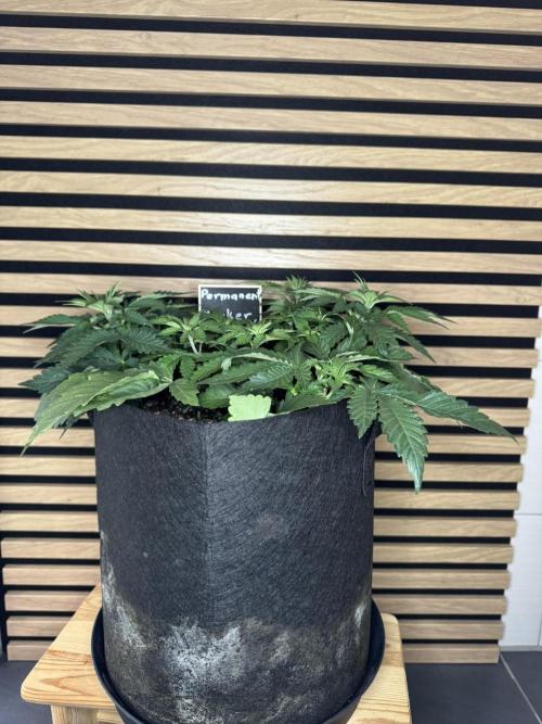 Permanent Marker. Week 4