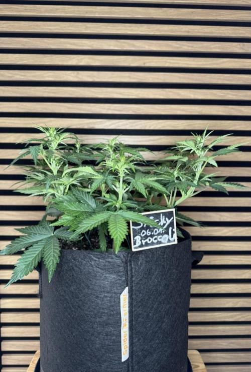 Sticky Broccoli Auto - Eternity Cup 2026. Week 4