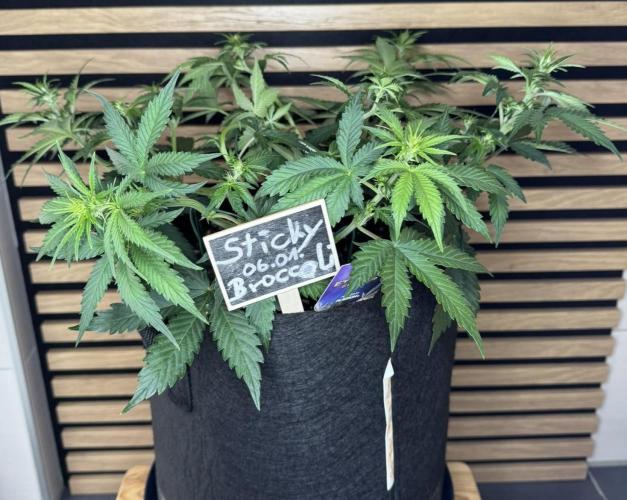 Sticky Broccoli Auto - Eternity Cup 2026. Week 4