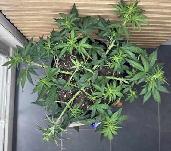 Sticky Broccoli Auto - Eternity Cup 2026. Week 4