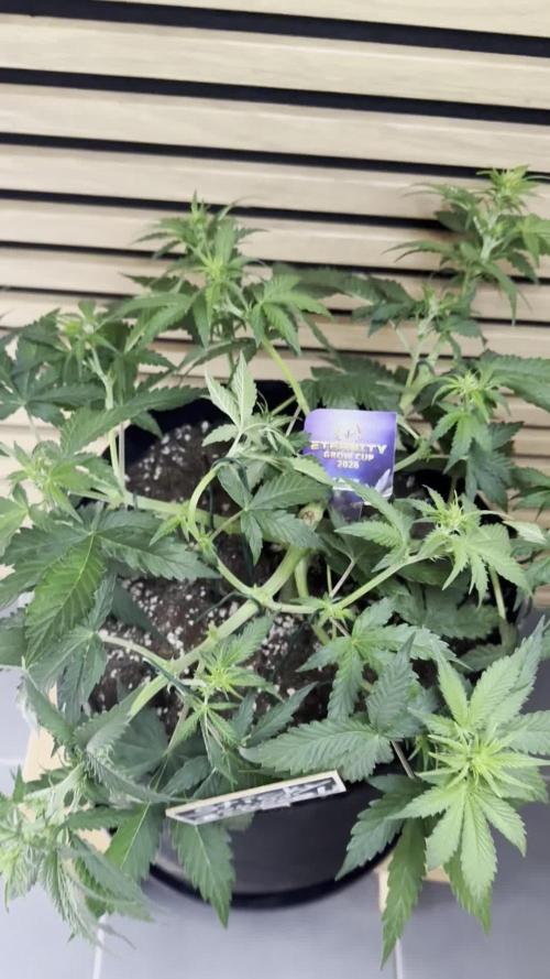 Sticky Broccoli Auto - Eternity Cup 2026