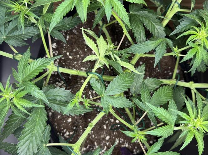 Sticky Broccoli Auto - Eternity Cup 2026. Week 4