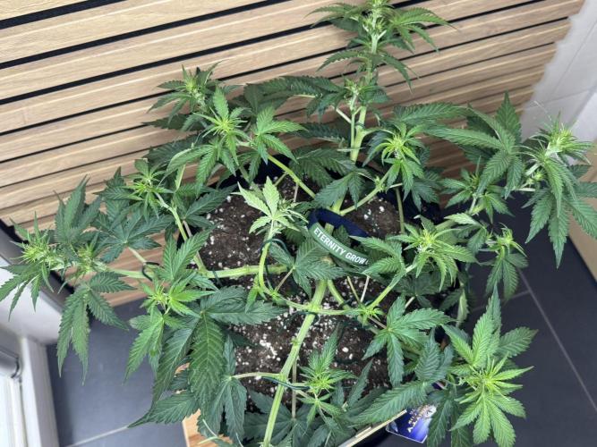 Sticky Broccoli Auto - Eternity Cup 2026. Week 4