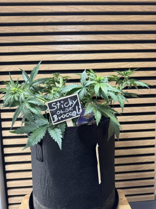 Sticky Broccoli Auto - Eternity Cup 2026. Week 4