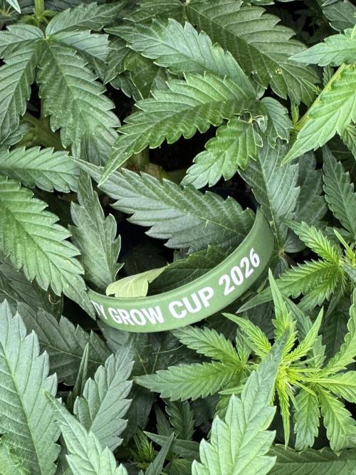 Sticky Broccoli Auto - Eternity Cup 2026. Week 4