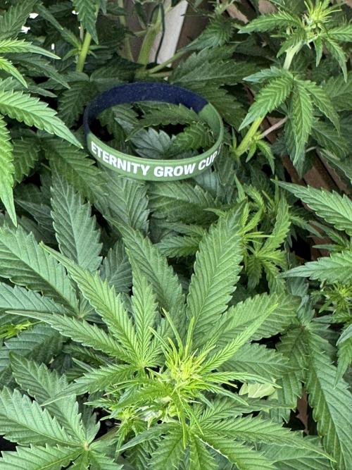 Sticky Broccoli Auto - Eternity Cup 2026. Week 4