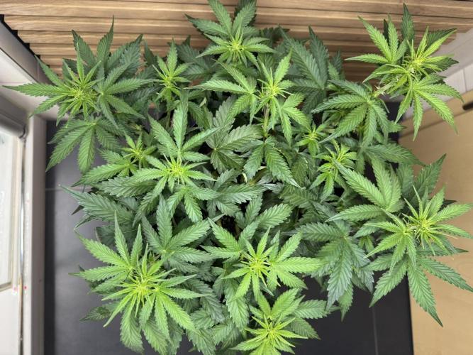 Sticky Broccoli Auto - Eternity Cup 2026. Week 4