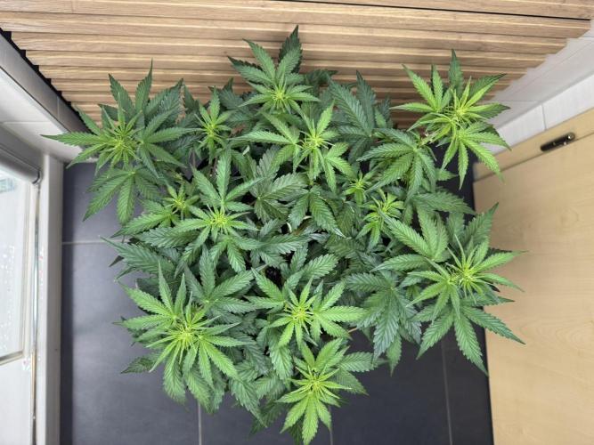 Sticky Broccoli Auto - Eternity Cup 2026. Week 4