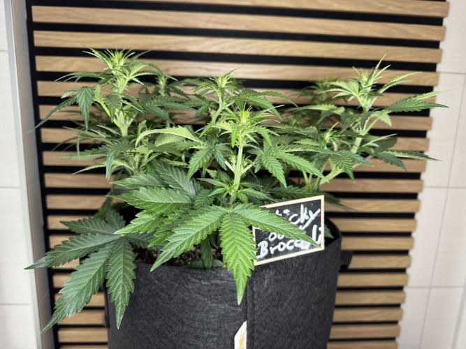 Sticky Broccoli Auto - Eternity Cup 2026. Week 4