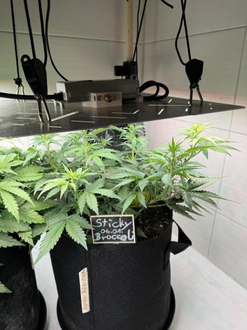 Sticky Broccoli Auto - Eternity Cup 2026. Week 4