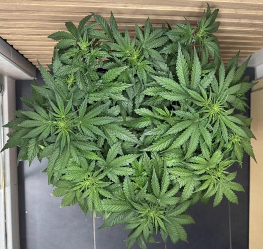 Kush Mints Auto - Super Strains. Week 5