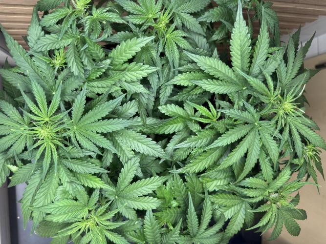 Kush Mints Auto - Super Strains. Week 5