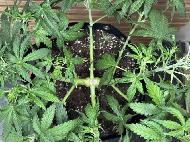 Kush Mints Auto - Super Strains. Week 5