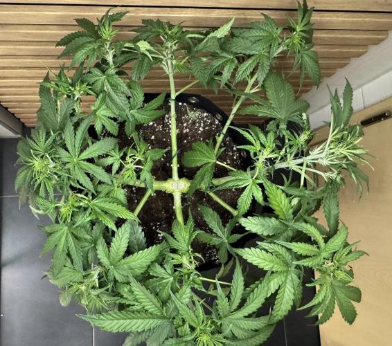 Kush Mints Auto - Super Strains. Week 5