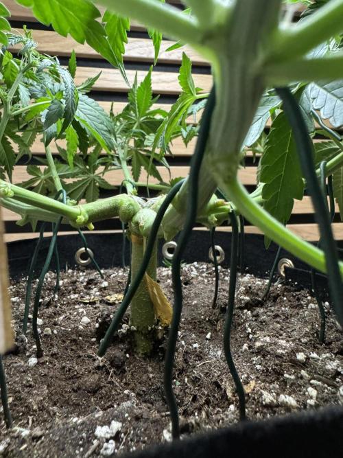 Kush Mints Auto - Super Strains. Week 5