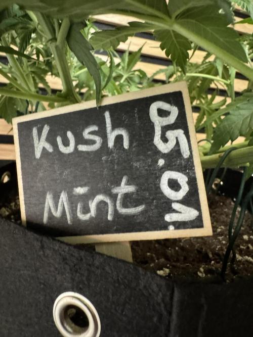 Kush Mints Auto - Super Strains. Week 5