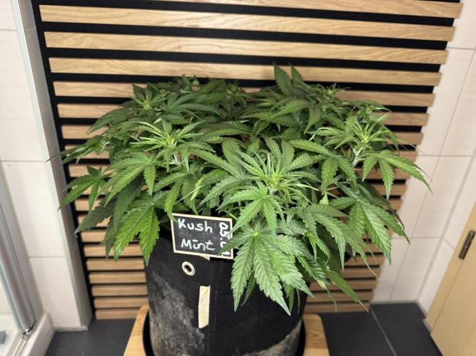 Kush Mints Auto - Super Strains. Week 5