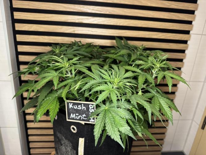 Kush Mints Auto - Super Strains. Week 5