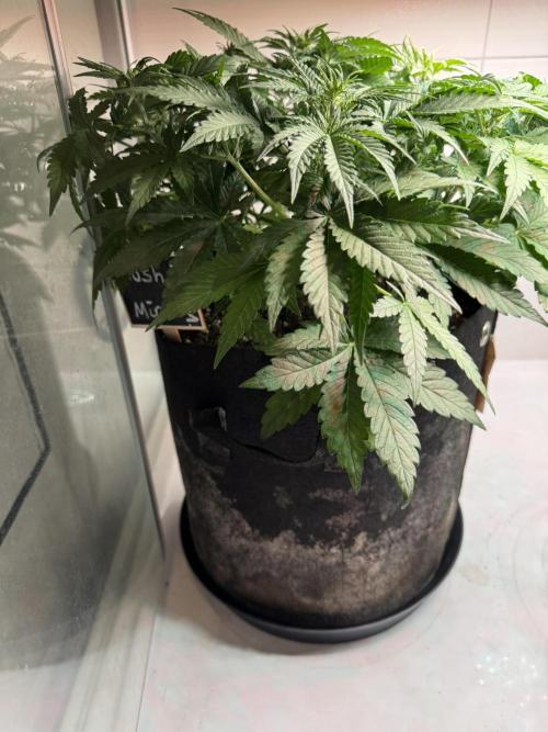 Kush Mints Auto - Super Strains. Week 5