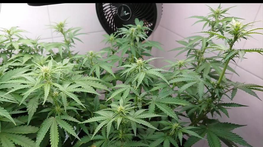 Sticky Broccoli Auto - Eternity Cup 2026